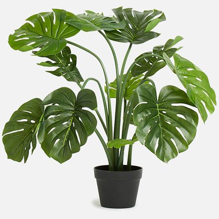 is philodenron toxic