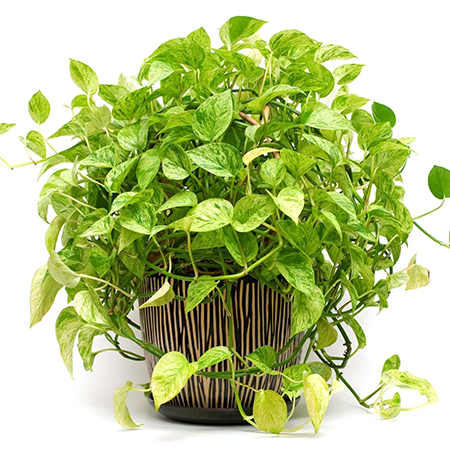 is pothos toxic