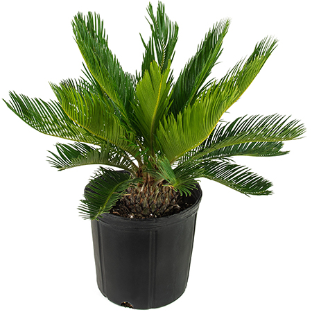 is sago palm toxic