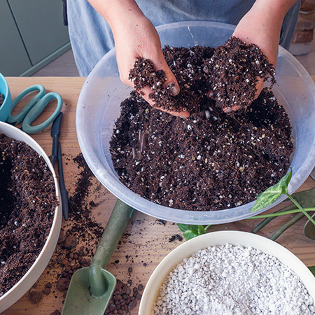 Potting Mix for Cactus and Succulents