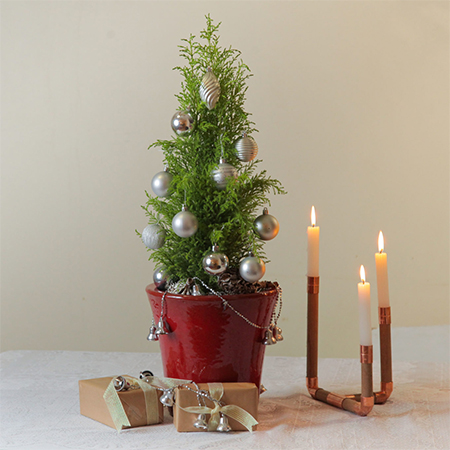 where to buy live christmas tree south africa