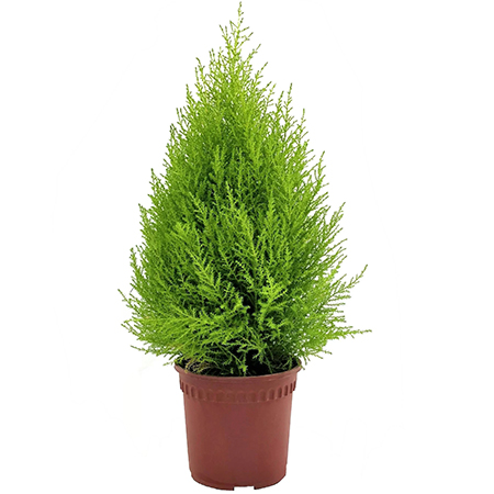 cypress gold crest christmas trees