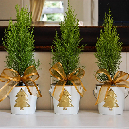 small live christmas trees south africa