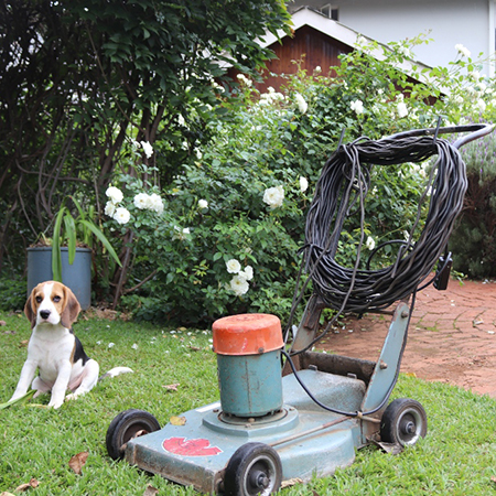 Do you have South Africa’s oldest Rolux lawnmower?