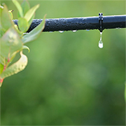 water efficient gardening