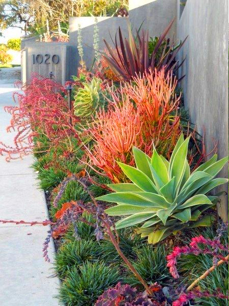 indigenous and hardy plants for pavement