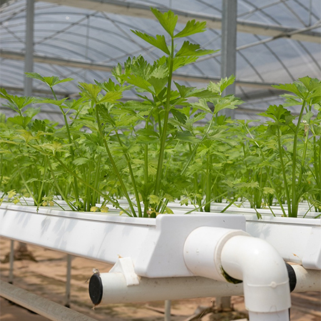 Best Hydroponic System for Beginners