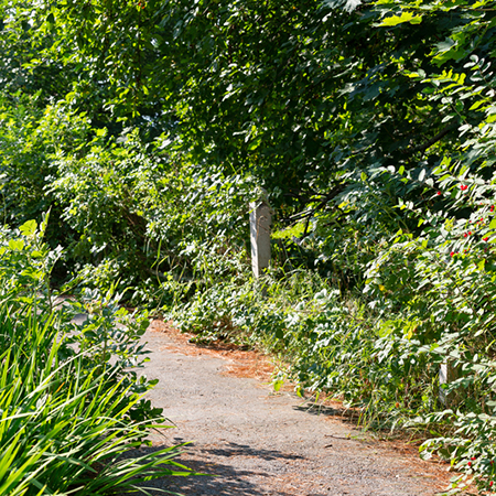 cut back overgrown bushes and shrubs