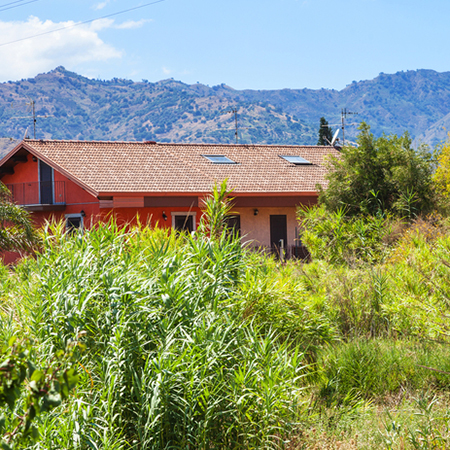 cut back overgrown bushes and shrubs