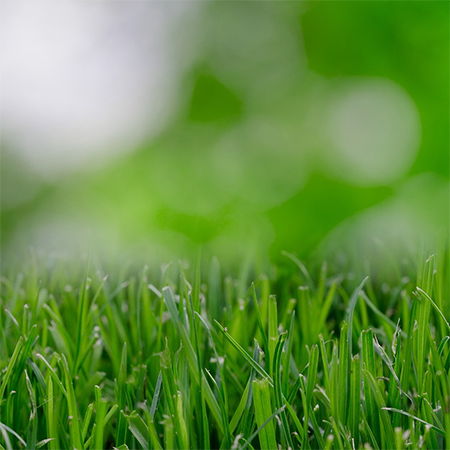 best fertiliser for grass