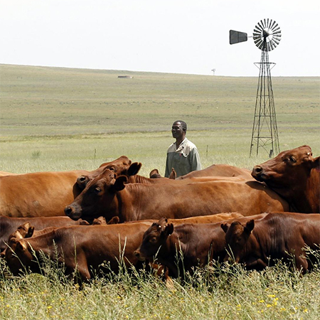 effect of water shortage for cattle farmers