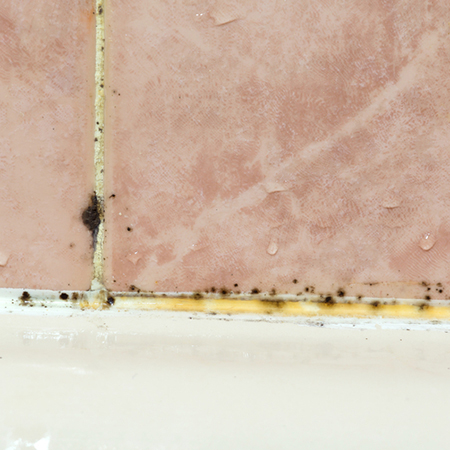 how to kill mould spores