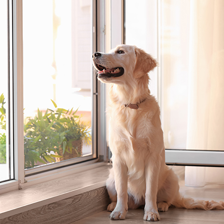 install window screens to keep pests out