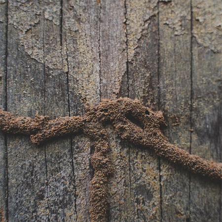 DIY: 5 Ways To Get Rid Of Termites In Your Home