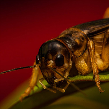 8 Best Pest Control Tips To Keep Jerusalem Crickets Away From Your Garden