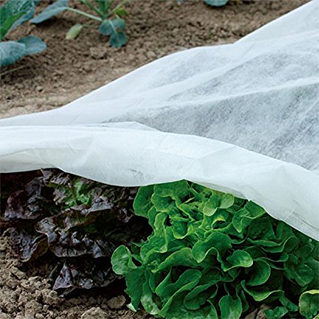 protect vegetables from frost