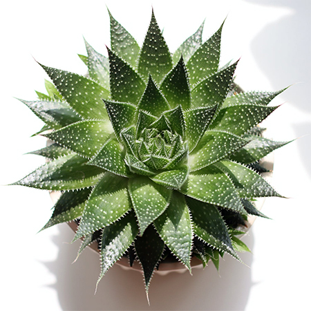 healing benefits of aloe vera