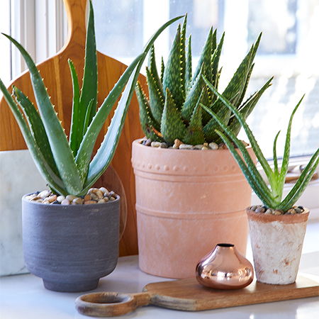 health benefits of aloe vera