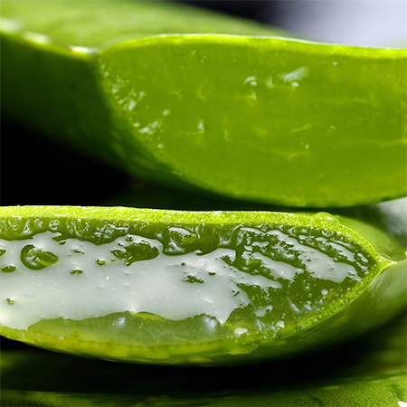 aloe vera sap