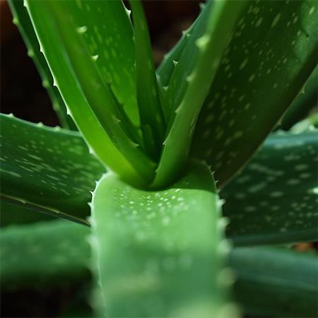 types of aloe vera