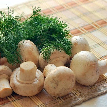 Mushrooms and Protein