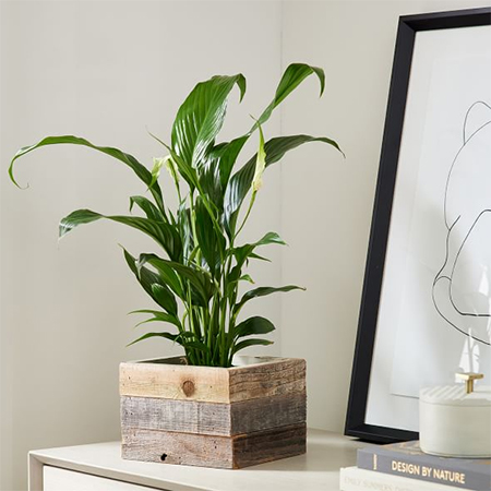 decor accessories for rental home