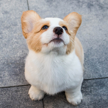 do not buy pets online