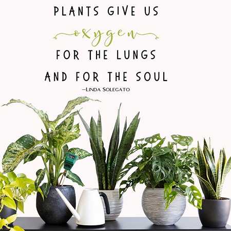 Unusual and Interesting Indoor Plants for the Home