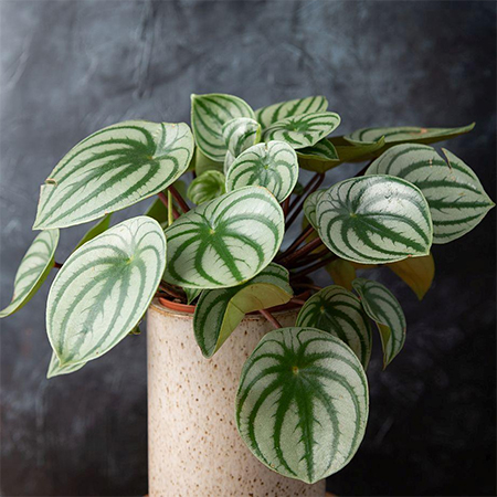 watermelon peperomia