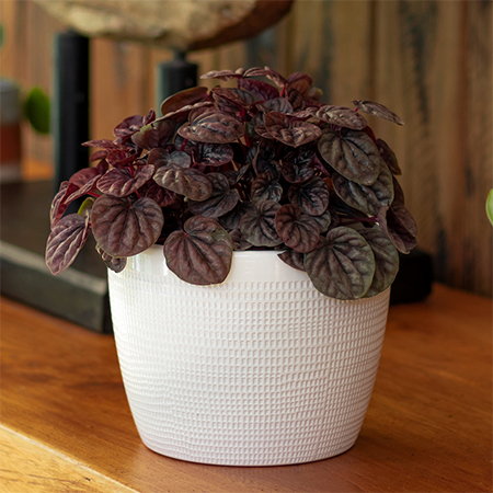 peperomia schumi red
