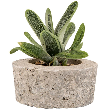 Gasteria 'Ox Tongue'