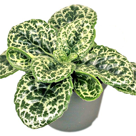 Stretocarpus 'Pretty Turtle'