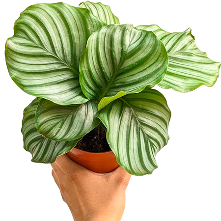 Calathea Varieties