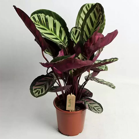 Calathea 'roseopicta' 