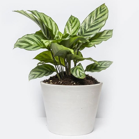 Calathea 'freddie' 