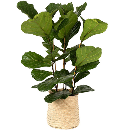 Ficus Lyrata 'fiddle leaf fig'