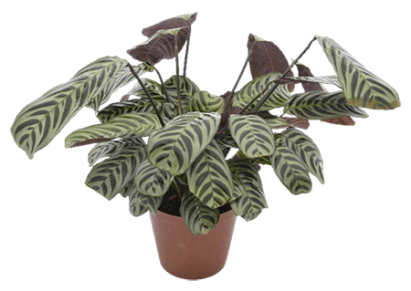 calathea amanilis