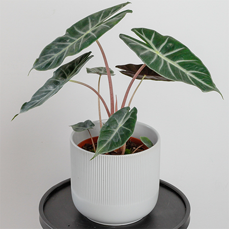 Alocasia dragon scale