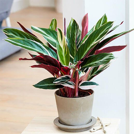 Stromanthe sanguinea