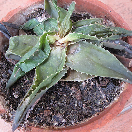 indoor plants damaged by frost