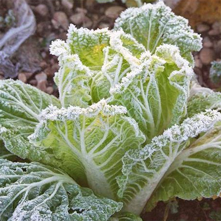 how to protect vegetables from frost