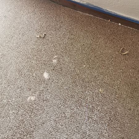 how to remove paint from carpet