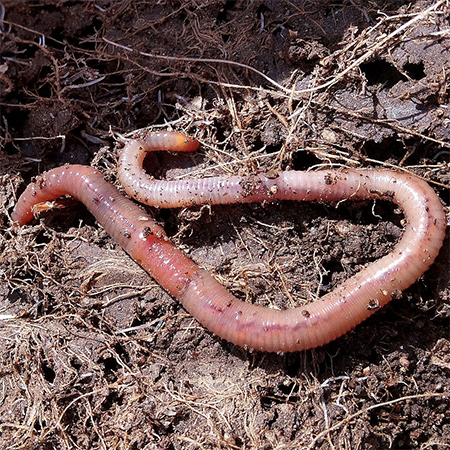 earthworms are good for the soil