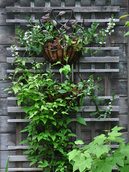 creeper or climber to hide fence or wall