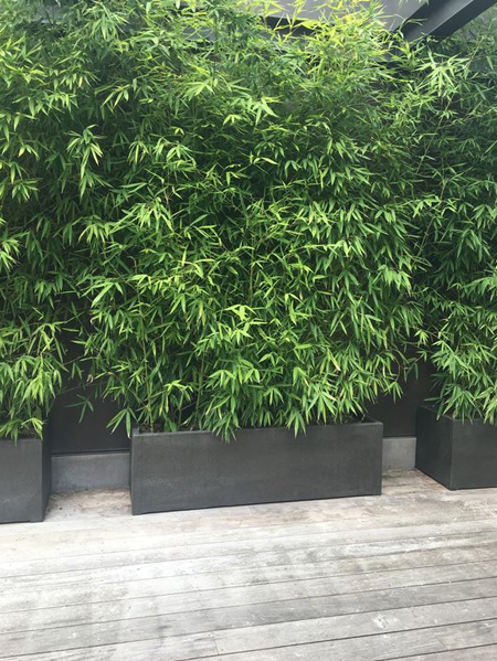 living wall bamboo plants