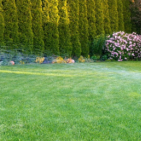 How To Remedy A Bumpy Lawn