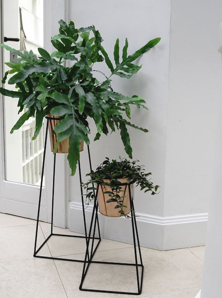 plants for entrance hall