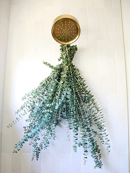 Use Refreshing Eucalyptus Sprigs in the Shower or Bath