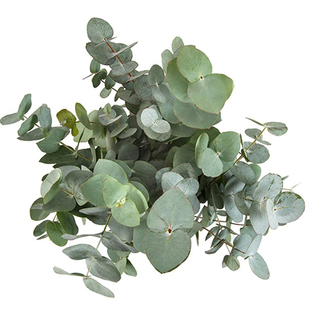 where to buy eucalyptus