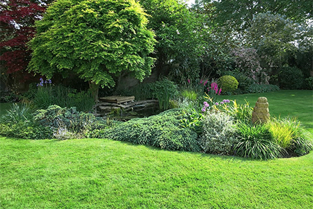 Establish a Lush, Green Lawn from Seed